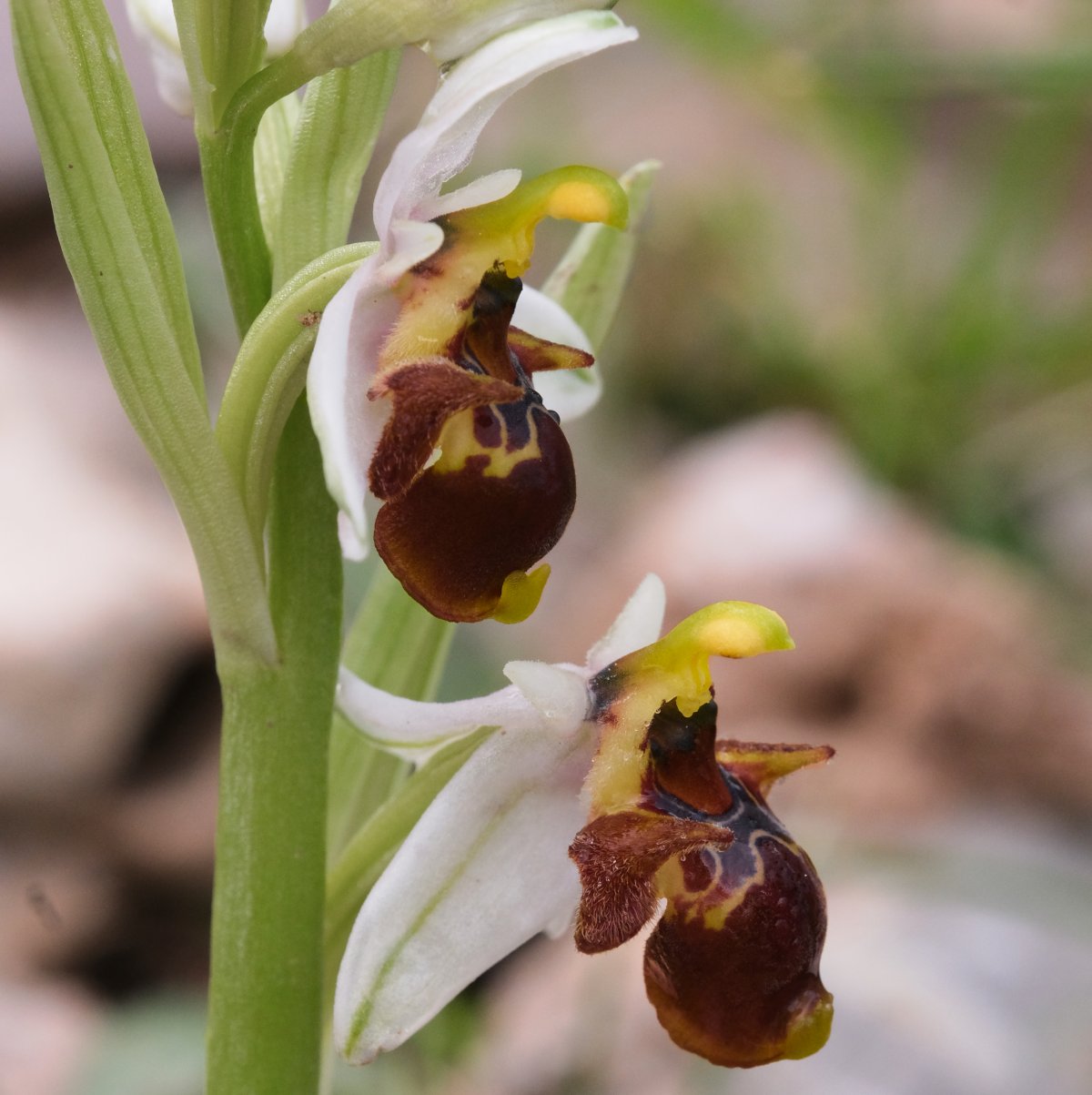 Ultime orchidee per quest''anno - Dalla Grecia con passione